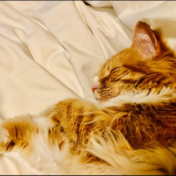 Meet your Posher, Stephanie - Picture 1 of 1